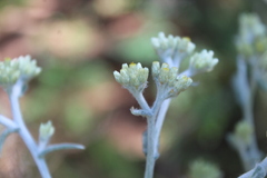 Pseudognaphalium canescens