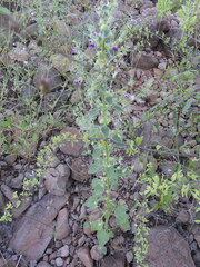 Pseudorontium cyathiferum