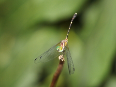 Nannophlebia eludens