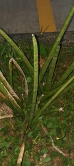 Sansevieria