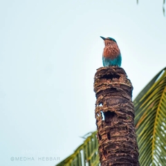 Coracias benghalensis