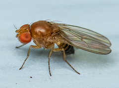 Drosophila