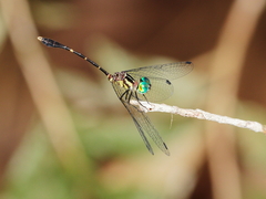 Nannophlebia eludens