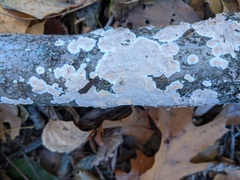 Cylindrobasidium evolvens