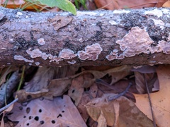 Cylindrobasidium evolvens