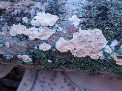 Cylindrobasidium evolvens