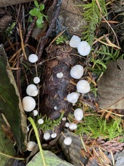 Strobilurus trullisatus