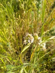 Moscharia pinnatifida