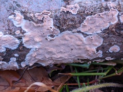 Cylindrobasidium evolvens