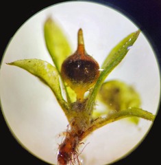 Physcomitrium immersum