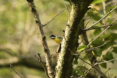 Periparus venustulus