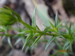 Stellaria pungens
