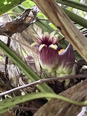 Aspidistra elatior