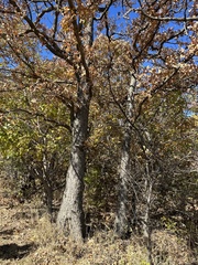 Quercus stellata