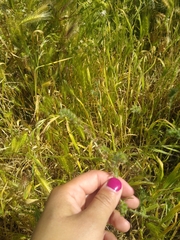 Poa
