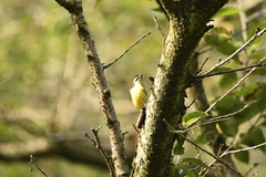 Periparus venustulus