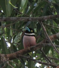 Eurylaimus ochromalus