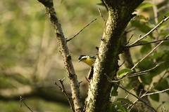 Periparus venustulus