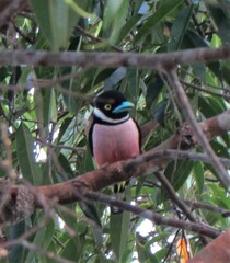 Eurylaimus ochromalus