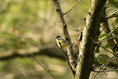 Periparus venustulus