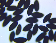 Rosellinia corticium