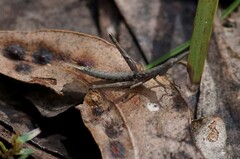 Vandiemenella viatica
