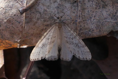 Operophtera bruceata