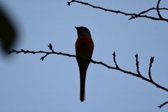 Pericrocotus solaris