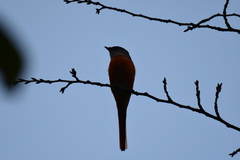 Pericrocotus solaris