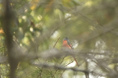 Pericrocotus solaris