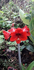 Hippeastrum hybridum
