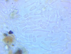 Dacrymyces minor