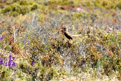 Cincloramphus cruralis