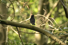Turdus mandarinus