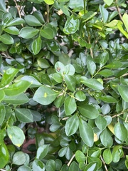 Carrhotus sannio