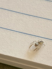 Hentzia mitrata
