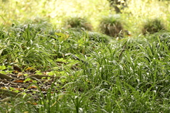Urocissa erythroryncha