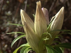 Gentiana