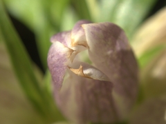 Gentiana
