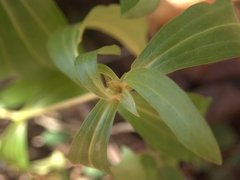 Gentiana