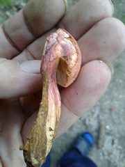 Xerocomellus armeniacus