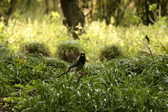 Urocissa erythroryncha