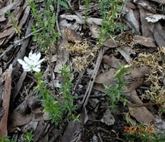 Stellaria pungens