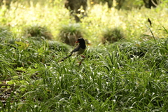 Urocissa erythroryncha