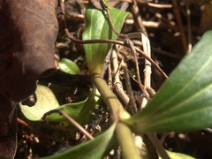 Gentiana