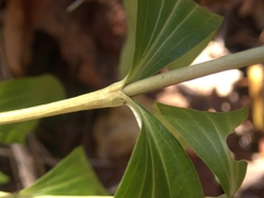 Gentiana