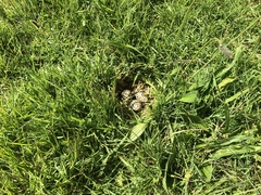 Charadrius obscurus aquilonius