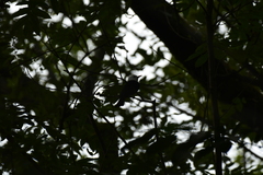 Hypsipetes leucocephalus