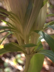 Gentiana