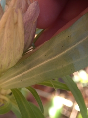 Gentiana
